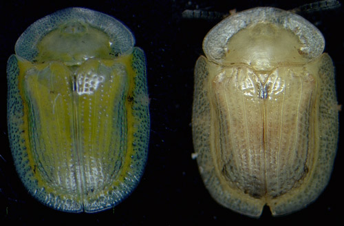 Reproductive adult (left) and adult in diapause (right) of Gratiana boliviana