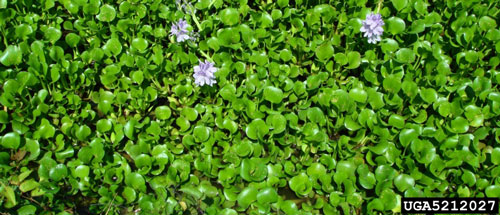 Dense mat of water hyacinth, Eichhornia crassipes (Mart.) Solms, covering a body of water. Photo by Katherine Parys, USDA-ARS, Bugwood.org.