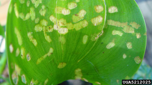 Typical leaf damage caused by adults of Neochetina eichhorniae Warner on a water hyacinth, Eichhornia crassipes (Mart.) Solms, plant. Photo by Katherine Parys, USDA-ARS, Bugwood.org.