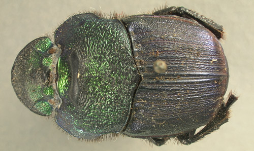 Green-blue female Phaneaus vindex.