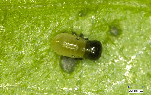 Lilioceris cheni first instar