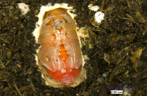 Lilioceris cheni pupa within a partially removed cocoon