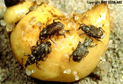 Adults of the hydrilla tuber weevil, Bagous affinis on a tuber of Hydrilla verticillata.