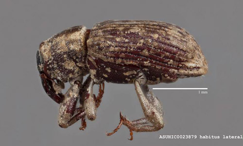 Adult of the hydrilla tuber weevil, Bagous affinis.