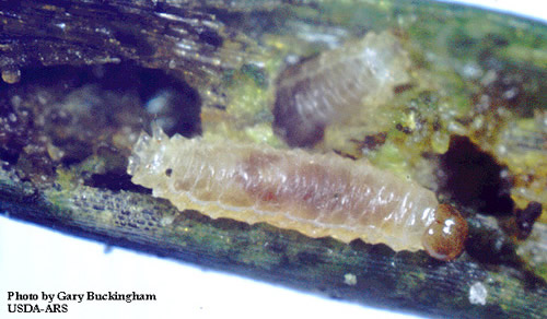 Larvae of the hydrilla stem weevil, Bagous hydrillae.