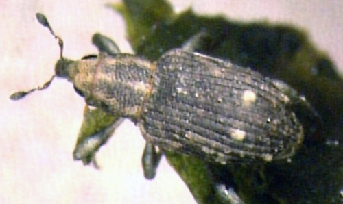 Adult of the hydrilla stem weevil, Bagous hydrillae.