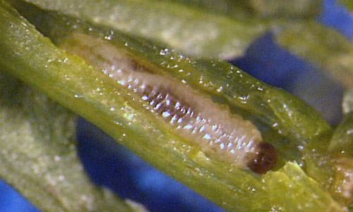 Damage caused by the larvae of the hydrilla stem weevil, Bagous hydrillae, feeding on hydrilla.