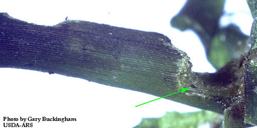 Damage caused by the adult hydrilla stem weevil, Bagous hydrillae, feeding on hydrilla. The green arrow indicates the presence of the weevil adult feeding damage.