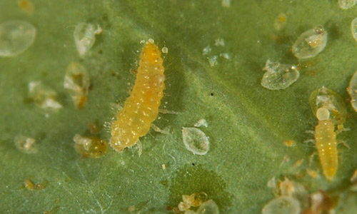 Delphastus catalinae (Horn) larvae feeding on whitefly nymphs