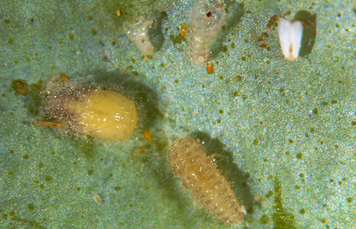 Delphastus catalinae (Horn) pupa (left) and late instar larva (right)