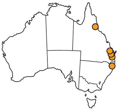 Distribution of Lophodiplosis trifida Gagné in Queensland and New South Wales, Australia.