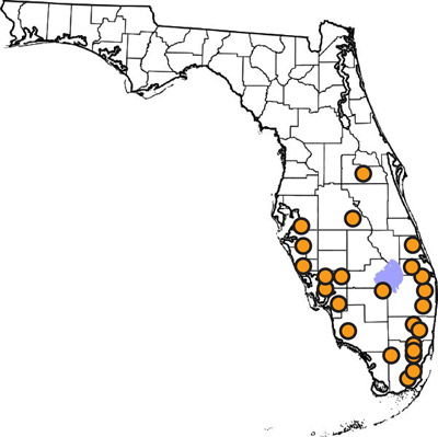 Initial 2008 field release sites for Lophodiplosis trifida Gagné in Florida. Lophodiplosis trifida Gagné has since established in Florida and is spreading to areas where its host melaleuca occurs. Locality data were taken from Pratt et al. (2013).