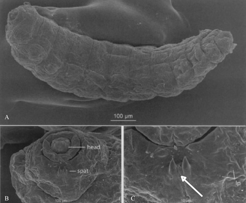 Third instar larva of Lophodiplosis trifida. A) Dorsolateral view of entire larva. B) Anterior segments of the larva, detailing the head, thorax, and spatula. C) First thoracic segment with lateral papillae (lp) and three-toothed spatula (arrow).