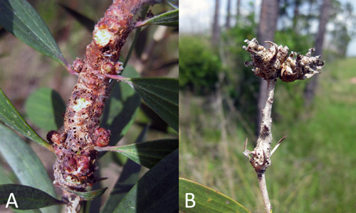 Galls of the melaleuca gall midge on melaleuca. A) Galls formed on young stems. B) Plant dieback after persistent gall damage.