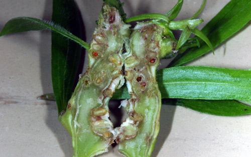 Internal structure of Lophodiplosis trifida Gagné gall on a melaleuca stem. 