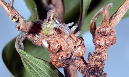Newly emerged adult and pupal exuviae of Lophodiplosis trifida Gagné on melaleuca. 