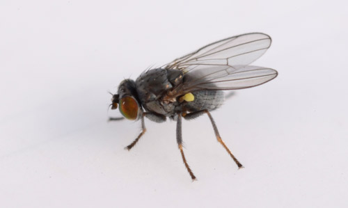 Adults of hydrilla leaf mining fly, Hydrellia spp