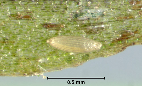 Egg of hydrilla leaf mining fly, Hydrellia spp.