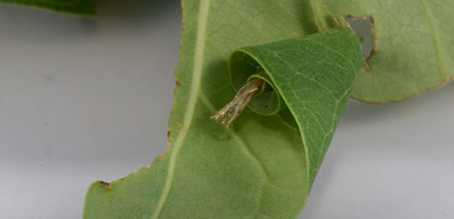 Pupal exuvia of a tallow leaf roller moth Caloptilia triadicae Davis, inside a leaf roll. Photograph by Lyle Buss, University of Florida.