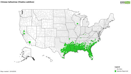 Map of Chinese tallowtree, Triadica sebifera (L.), distribution in the USA. http://www.eddmaps.org.