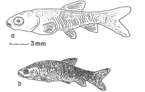 Postlarval development of grass carp, Ctenopharyngodon idella Val. a. fry and b. fingerling.