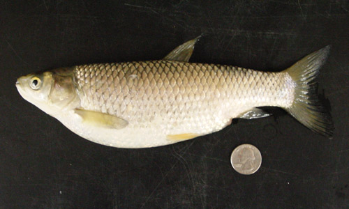 Juvenile grass carp, Ctenopharyngodon idella Val.