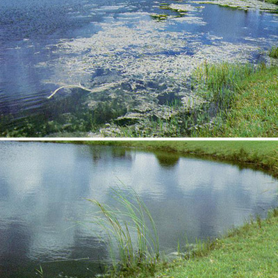 A pond in Southeast Florida before (top) and one year after (bottom) stocking with grass carp at 40 grass carp per acre.