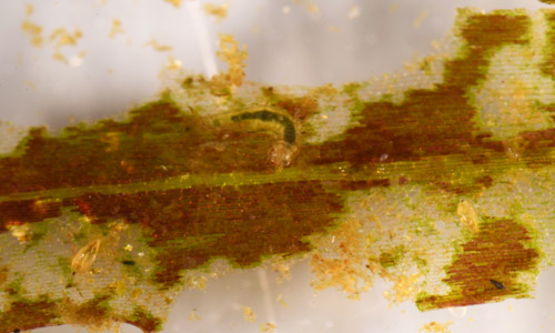 Parapoynx diminutalis first instar eating hydrilla. First instar larvae are transparent allowing consumed hydrilla to be visible in the gut.