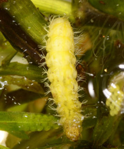 Instars II through VII are white and begin to turn yellow closer to pupation (right). Branched gills are visible and help identify species in the larval stage. 