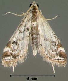 An adult Parapoynx diminutalis female moth (left) and male moth (right). Females have longer wingspans, more pointed forewings, and larger abdomens. Males have longer antennae and more distinct white setae (hairs) at the tip of the abdomen.