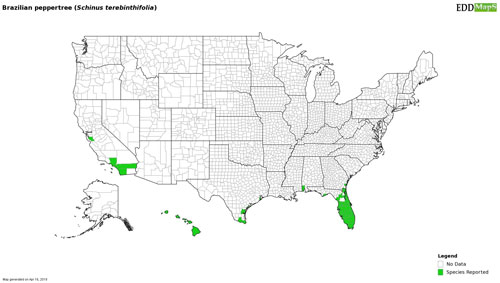 Schinus terebinthifolia Raddi distribution in North America. Map from the Center for Invasive Species and Ecosystem Health, EDDMaps, University of Georgia, GA.
