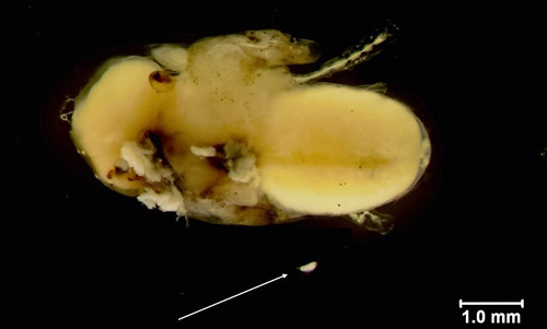 Muscidifurax raptor Girault & Sanders egg adjacent to Musca domestica L. pupa. 