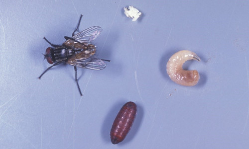Egg, larva, pupa, and adult of the house fly, Musca domestica L.