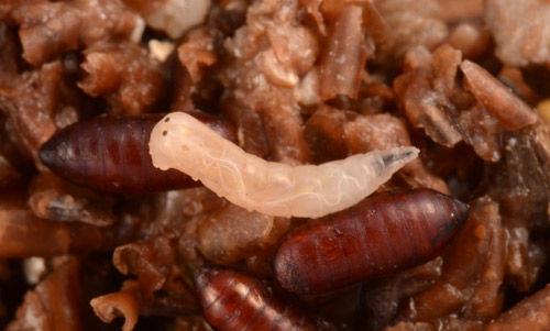 Reddish pupae and white larva of stable fly, Stomoxys calcitrans (L.).