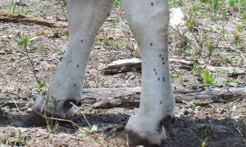 Adult stable flies, Stomoxys calcitrans (L.), feeding on lower leg of a cow.