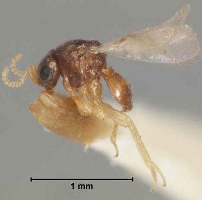 Adult male Baeus latrodecti Dozier, a parasitoid of the southern black widow, Latrodectus mactans Fabricius.
