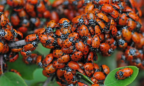 Mass of convergent lady beetles in Alamo Peak, Otero Co., NM.