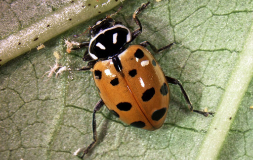 Newly emerged adult Hippodamia convergens showing typical body markings.