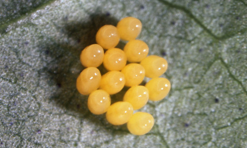 Eggs of Hippodamia convergens (1 day old). 