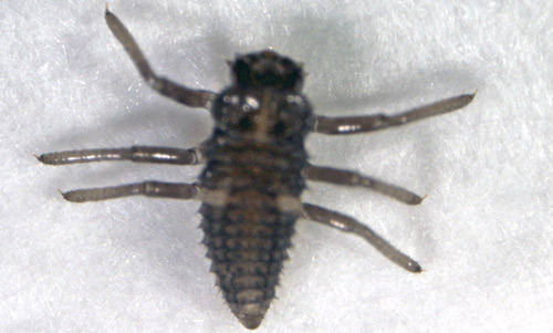 First instar larvae of Hippodamia convergens. 