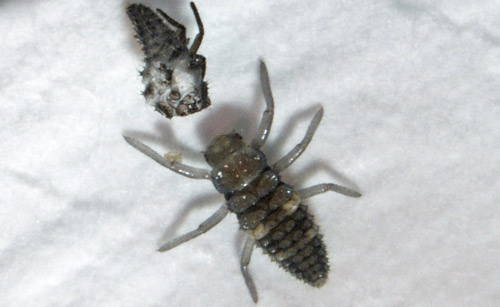 Second instar larvae of Hippodamia convergens.