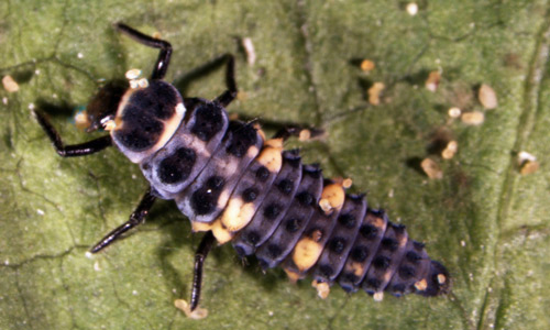 Fourth instar larvae of Hippodamia convergens.