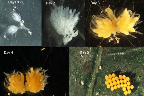 Ovariole development of Hippodamia convergens fed aphids at 25° C.