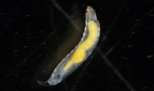 Larva of a parasitic wasp (probably Dinocampus coccinellae) recovered from Hippodamia convergens.