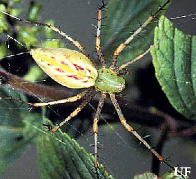 Adult green lynx spider, Peucetia viridans (Hentz).