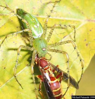 Dorsal view of adult green lynx spider, Peucetia viridans (Hentz), attacking a wasp. 