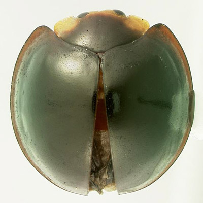 Chilocorus nigrita (Fabricius). 