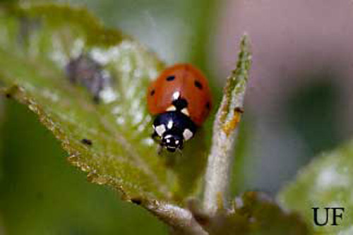 The sevenspotted lady beetle