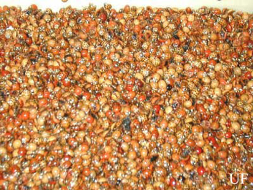Large number of multicolored Asian lady beetle