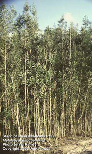 Stand of young melaleuca trees, Melaleuca quinquenervia (Cav.) S.T. Blake (Myrtaceae), in South Florida. 